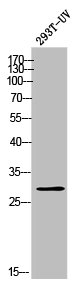 OR10T2 Antibody