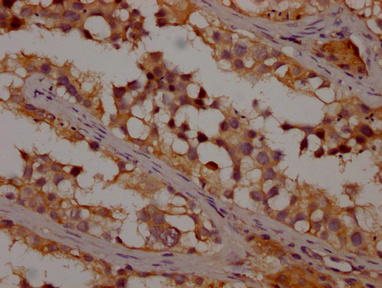 OR1K1 Antibody