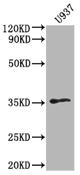 OR1K1 antibody