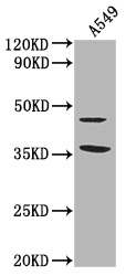 OR1K1 antibody