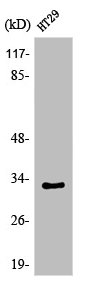 OR1S2/OR1S1 Antibody