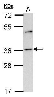 olfactory receptor family 2 subfamily A member 4 Antibody