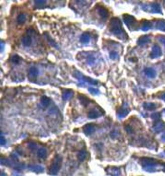 OR2A4 Rabbit Polyclonal Antibody