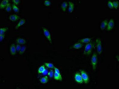 OR2L13 Antibody