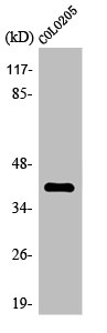 OR4A16 Antibody