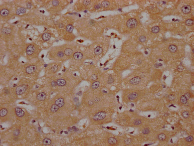 OR4C15 Antibody