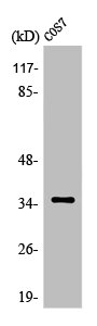 OR52E1 Antibody