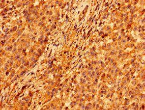 ORAI1 Antibody