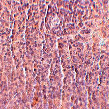 ORAI3 Monoclonal Antibody