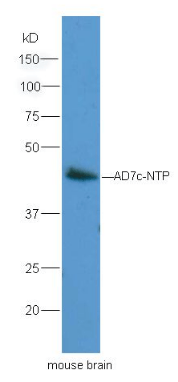 AD7C-NTP antibody