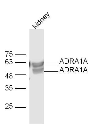 alpha 1 Adrenergic Receptor antibody