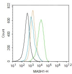 MASH1/Achaete-scute homolog 1 antibody