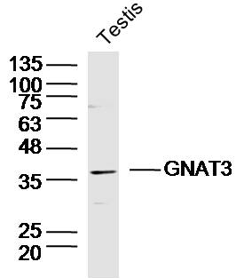 GNAT3 antibody