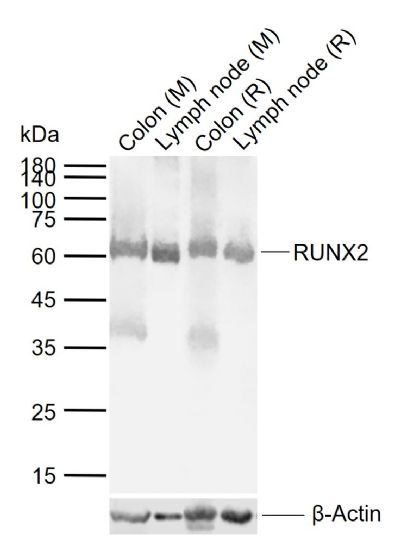 RUNX2 antibody