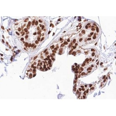 GTPase Activating Protein (Phospho-Ser387) antibody