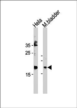 FAM159A antibody
