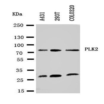 PLK2 Antibody