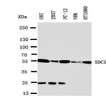 Syndecan 3/SDC3 Antibody