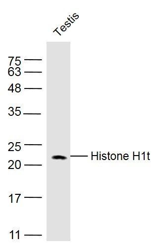 Histone H1T antibody