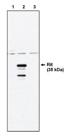 Mouse Human Rit Antibody