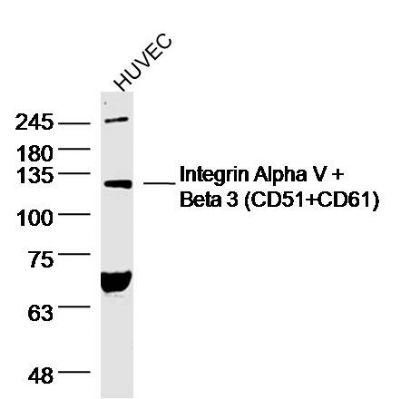 Integrin alpha 5 beta 3 antibody