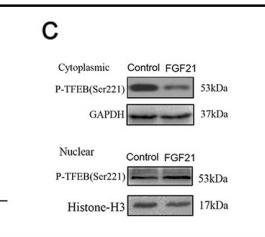 Phospho-TFEB (Ser211) Antibody