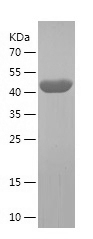 Recombinant Human CKAP4