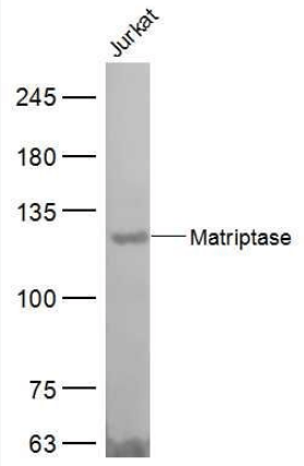 Matriptase antibody