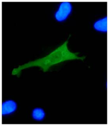Mouse monoclonal antibody to HPV-18 E7