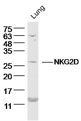 NKG2D antibody