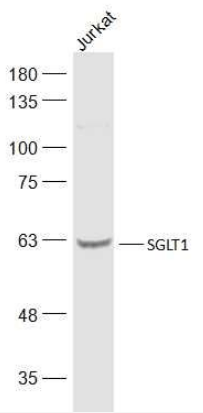 SGLT1 antibody