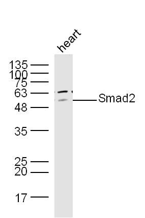 Smad2 antibody