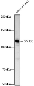 GM130 antibody