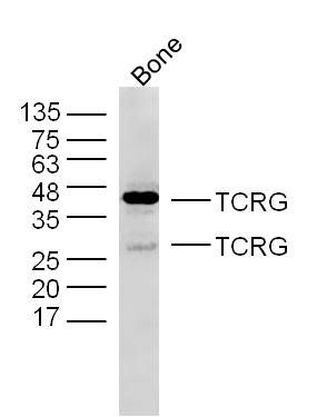 TCRG antibody