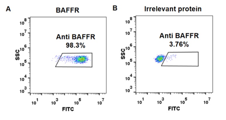 BAFF-R Antibody
