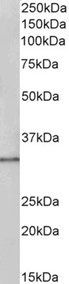 Goat anti-PCNA Antibody