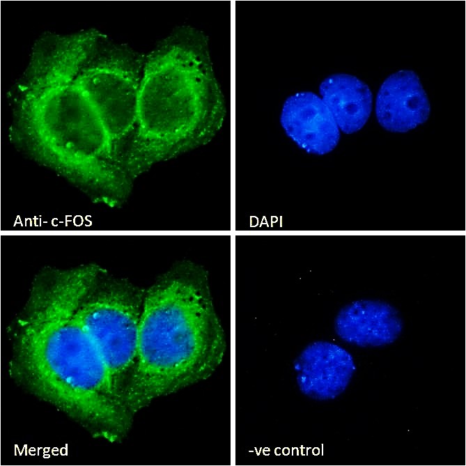 Goat anti-c-FOS (aa283-295) Antibody