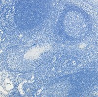 Goat anti-c-FOS (aa283-295) Antibody