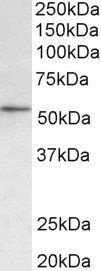 Hdac1 (aa385-396) Antibody