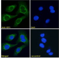 Goat anti-IGF1 Antibody