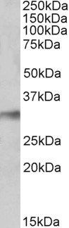 Goat anti-NEK7 (aa 274-286) Antibody