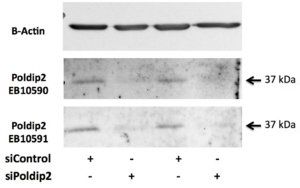 Goat anti-POLDIP2 Antibody