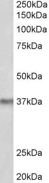 Goat anti-POLDIP2 Antibody