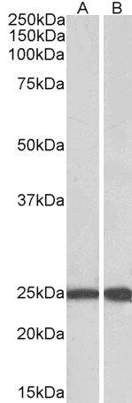 Goat anti-RAN (aa 197-210) Antibody