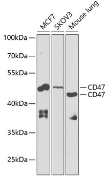 CD47 Antibody