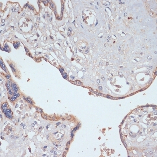CD47 Antibody