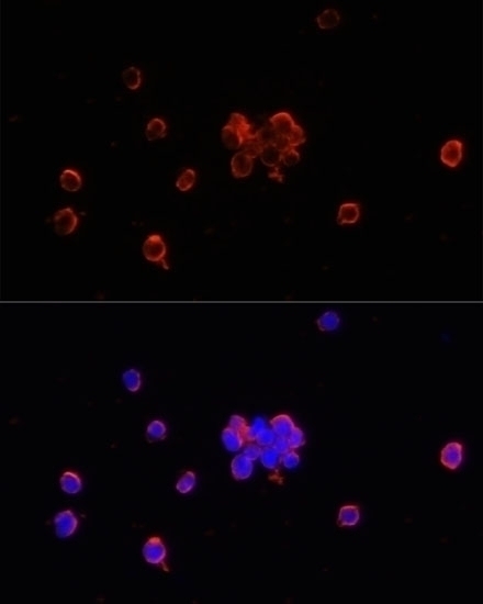 CD47 Antibody