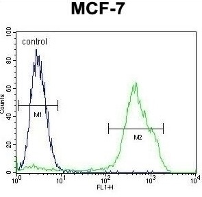 RNF19B Antibody