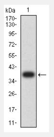 CCR10 Antibody