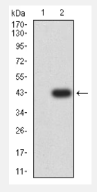 CCR10 Antibody